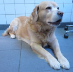 Timo,blonde labr reu van 8 jr, heeft rechts voor en zijn elleboog artrose. Daarvoor krijgt hij acupunctuur.